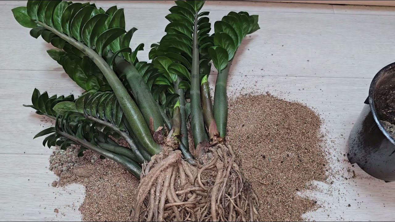 Svi ga tretiraju kao smeće. Pa ipak, ovo je glavni sastojak ovog divnog balzama od zamiokulkasa.