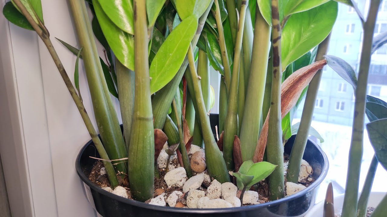 Svi ga tretiraju kao smeće. Pa ipak, ovo je glavni sastojak ovog divnog balzama od zamiokulkasa.