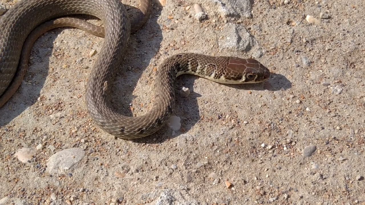 Evo kako priroda prkosi granicama gladi: biološka tajna preživljavanja zmija bez hrane.