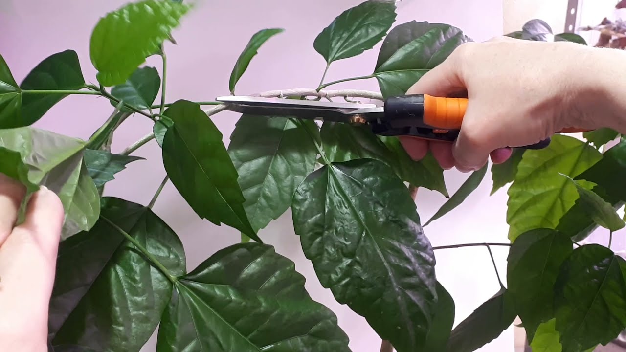 Kako pravilno orezati biljke bez straha: rezidba koja pomlađuje biljke u vašem vrtu.