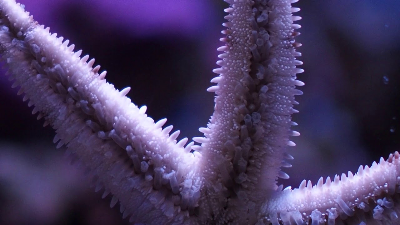 Znanstvenici su otkrili biološku tajnu gotovo besmrtne životinje koja bi mogla revolucionarizirati borbu protiv starenja.