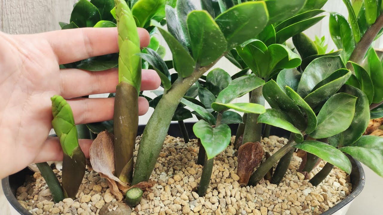 Svi ga tretiraju kao smeće. Pa ipak, ovo je glavni sastojak ovog divnog balzama od zamiokulkasa.