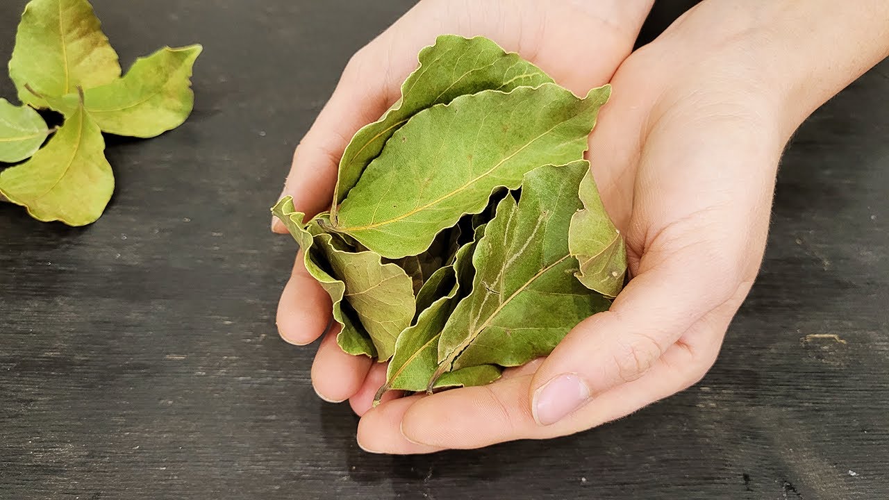 Miješanje lovorovog lista i sode bikarbone: zašto se preporučuje i za što je korisno.