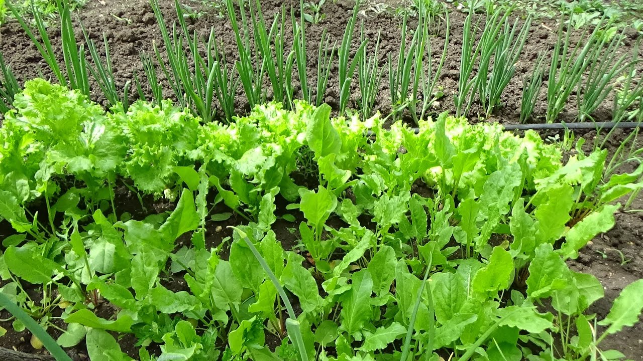Stiglo je idealno vrijeme: 7 aromatičnih biljaka koje vrijedi posaditi sada, kako biste imali berbu dugi niz godina.