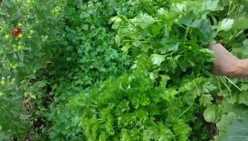 A sosit momentul ideal: 7 plante aromatice care merită plantate acum, pentru a obține recoltă timp de mulți ani.