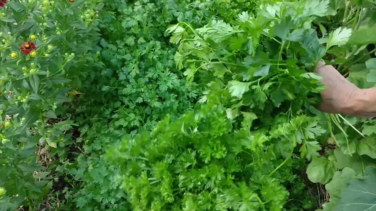 A sosit momentul ideal: 7 plante aromatice care merită plantate acum, pentru a obține recoltă timp de mulți ani.