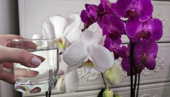 Uitați de îngrășăminte. Schimbați doar apa și orhideea dvs. va înflori.