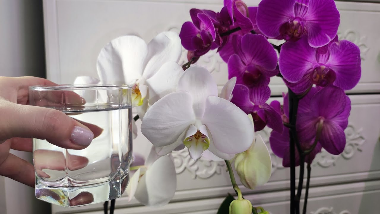 Uitați de îngrășăminte. Schimbați doar apa și orhideea dvs. va înflori.