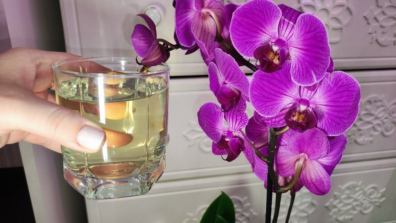 Zaboravite gnojiva. Samo promijenite vodu i vaša će orhideja procvjetati.
