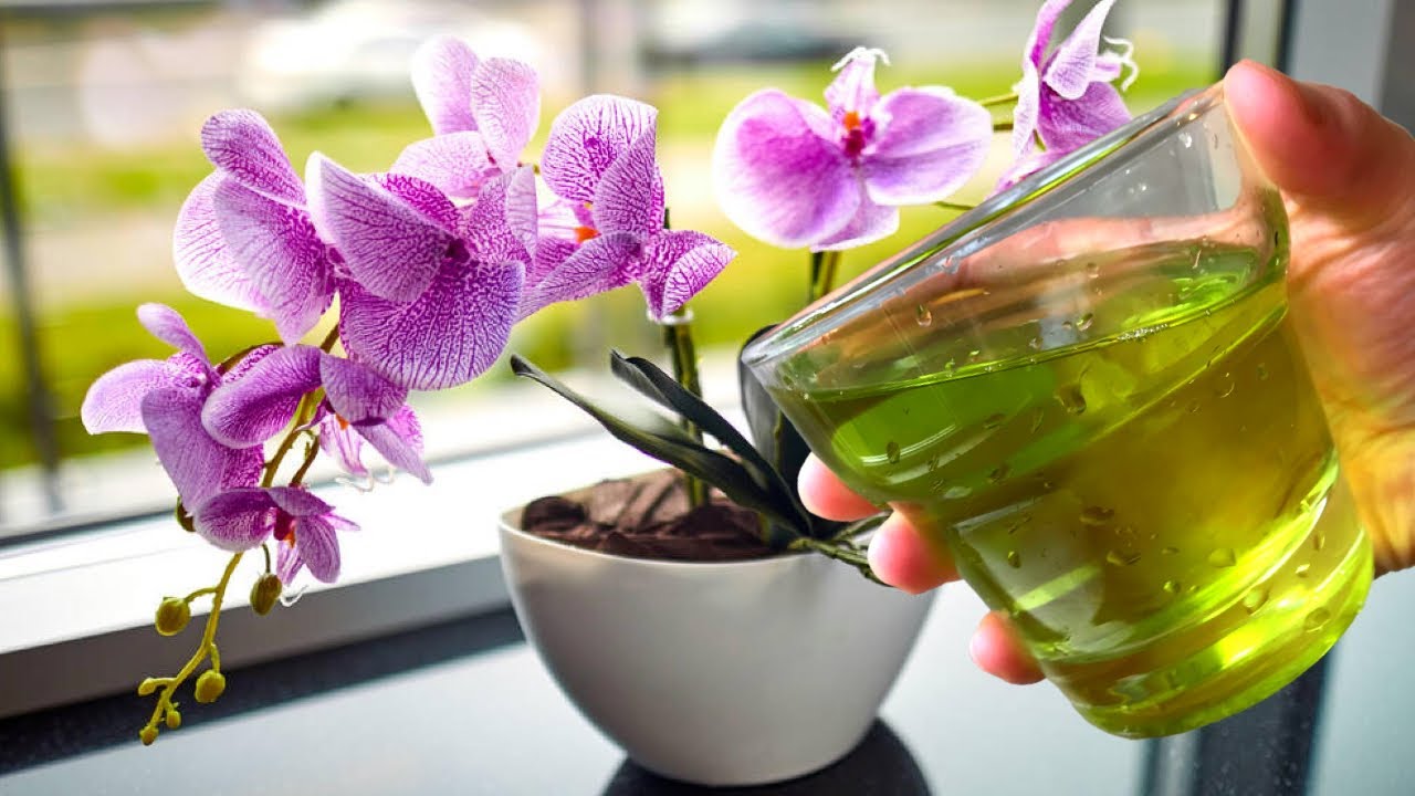 Zaboravite gnojiva. Samo promijenite vodu i vaša će orhideja procvjetati.