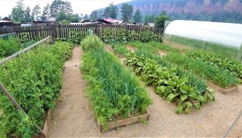 Cât va costa un lot pentru organizarea competițiilor ROD în 2026? Precizăm prețurile înainte de începerea sezonului.