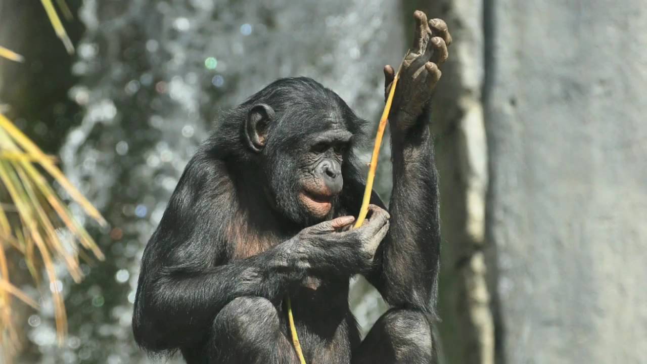 Ovaj bonobo pokazuje da mašta nije svojstvena samo ljudima i tjera nas da preispitamo što nas doista čini posebnima.