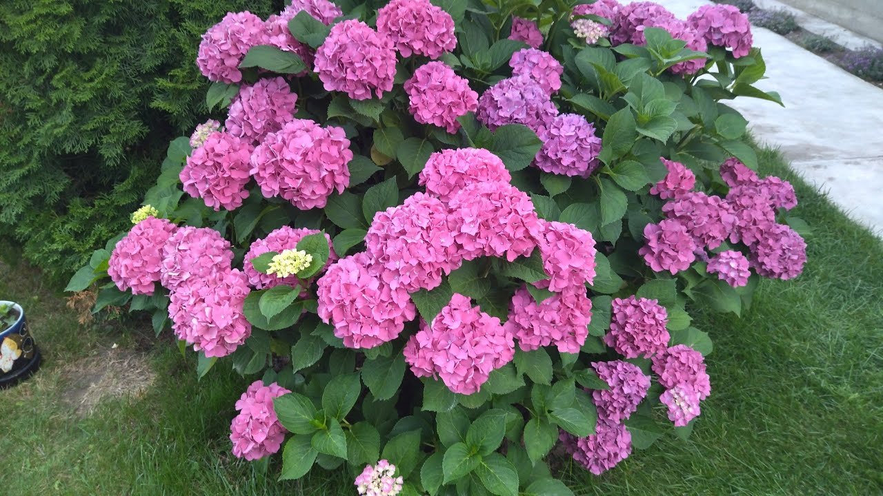 Orezivanje hortenzije: najbolja tehnika za bujno cvjetanje.