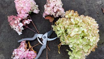 Tunderea hortensiilor: cea mai bună tehnică pentru o înflorire luxuriantă.