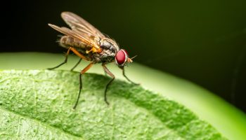 Preparați 8 pliculețe și turnați-le într-o cratiță. Acest lucru va distruge toate muștele. Remediu casnic împotriva muștelor.