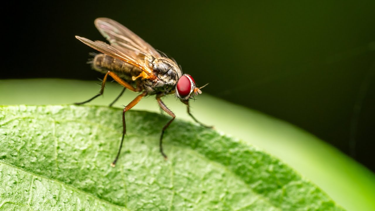 Preparați 8 pliculețe și turnați-le într-o cratiță. Acest lucru va distruge toate muștele. Remediu casnic împotriva muștelor.