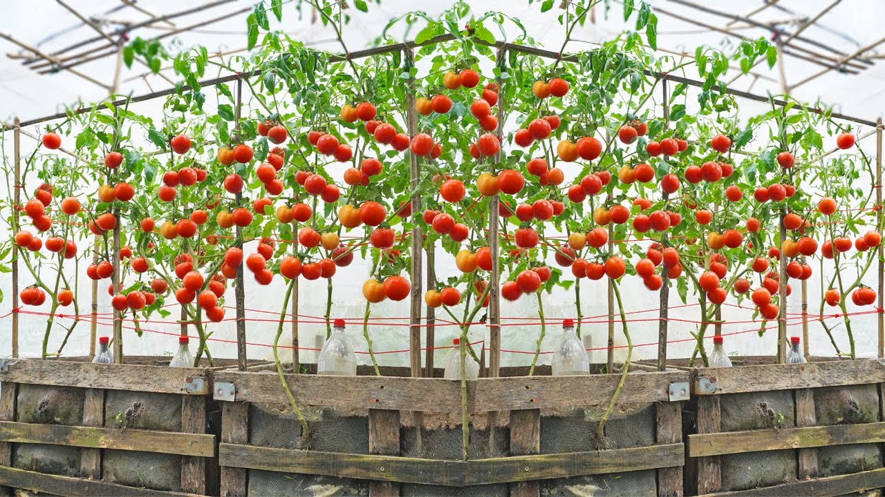Istraživači su izmislili sustav za uzgoj rajčica koji omogućuje korištenje dvostruko više vode i gnojiva.