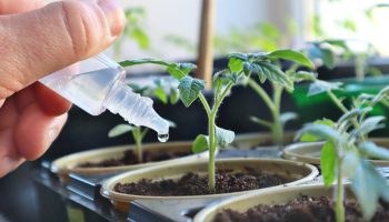 Îngrășământ cu potasiu pentru răsaduri puternice și sănătoase și recolte abundente. Grădinarii cehi îl folosesc de multe generații.