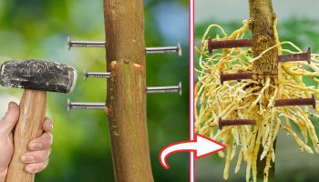 Bateți 3 cuie în trunchiul unui lămâi: de ce să faceți acest lucru și de ce este recomandat.