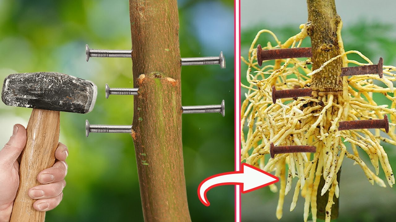 Bateți 3 cuie în trunchiul unui lămâi: de ce să faceți acest lucru și de ce este recomandat.