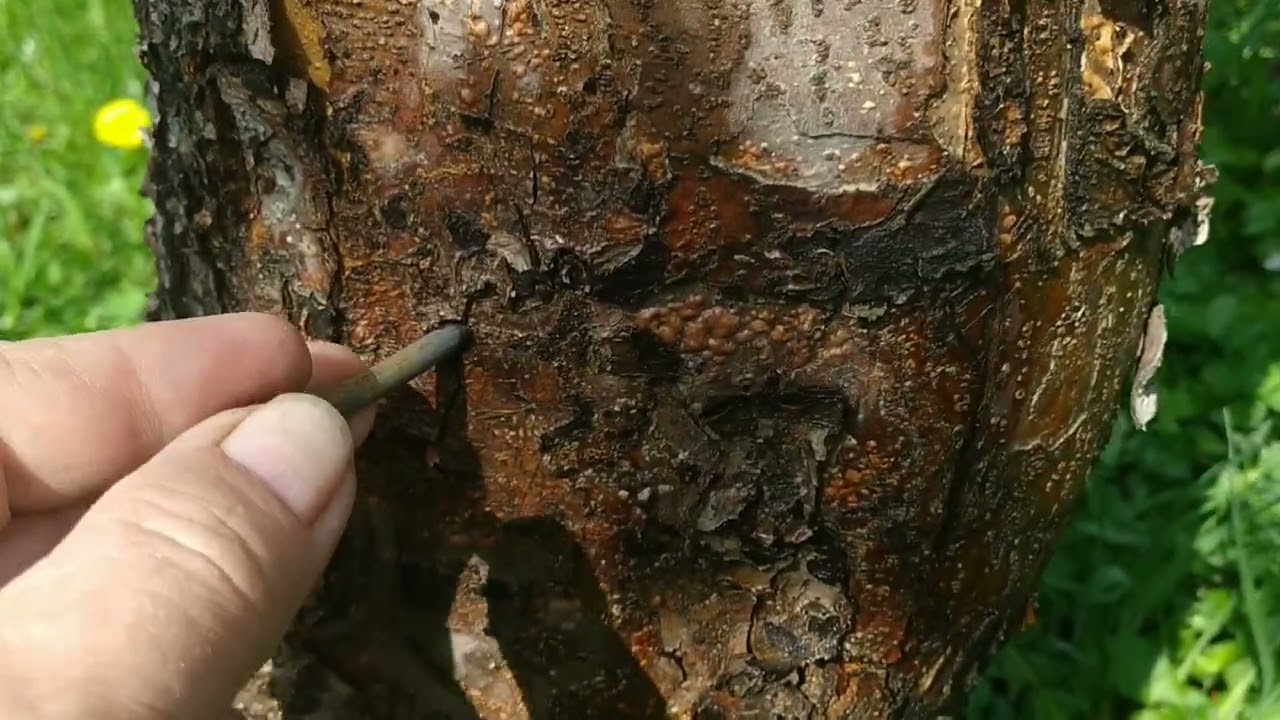 Zabijte 3 čavla u deblo limuna: zašto to učiniti i zašto se preporučuje.