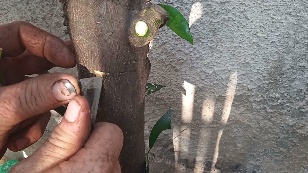 Zabijte 3 čavla u deblo limuna: zašto to učiniti i zašto se preporučuje.