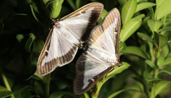 Frigul nu le va ucide. După iarnă, udați buștenii cu această soluție – larvele vor muri una câte una.