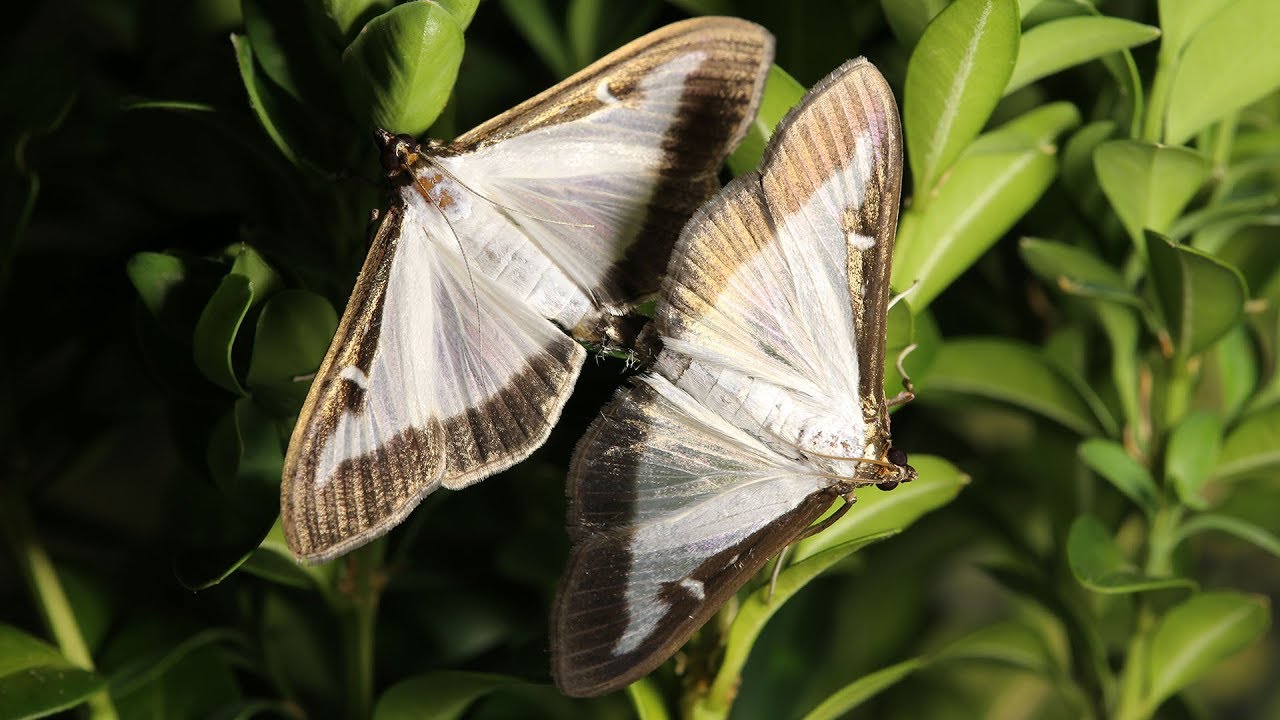 Frigul nu le va ucide. După iarnă, udați buștenii cu această soluție – larvele vor muri una câte una.