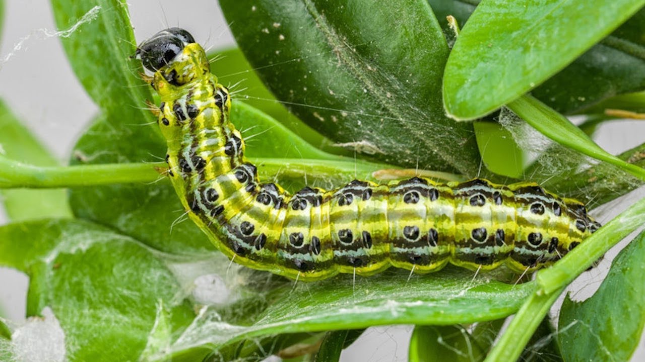 Hladnoća ih neće ubiti. Nakon zime zalijte cjepanice ovom otopinom - ličinke će jedna po jedna uginuti.