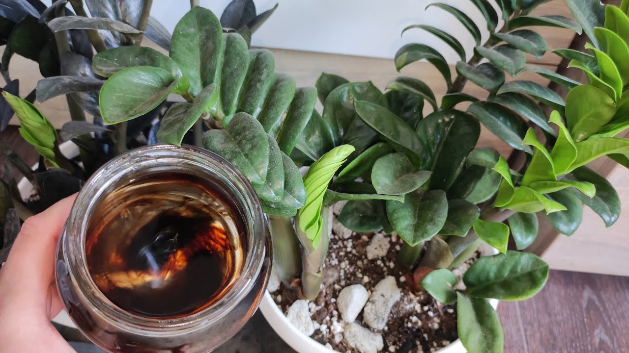 Nakon dodavanja ove hranjive tvari, vaša će zamiokulkasa vrlo brzo proizvesti puno novih listova. Vrtlar savjetuje: 