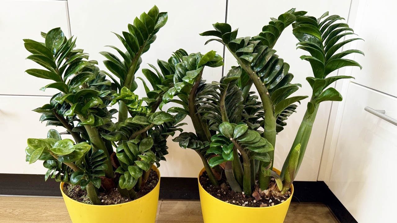 Nakon dodavanja ove hranjive tvari, vaša će zamiokulkasa vrlo brzo proizvesti puno novih listova. Vrtlar savjetuje: 