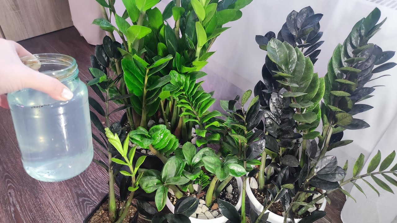 După adăugarea acestui nutrient, zamioculcasele dvs. vor produce foarte repede o mulțime de frunze noi. Grădinarul vă sfătuiește: „Adăugați-l în ghiveci chiar acum”.