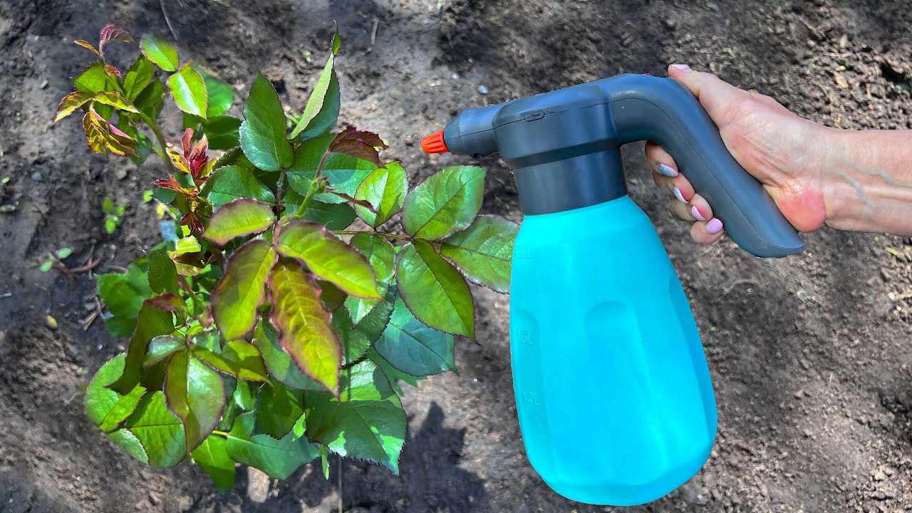 Najvažnije je prskati voćke i grmlje uljem. Tako ćete se riješiti lisnih uši, grinja i buha.