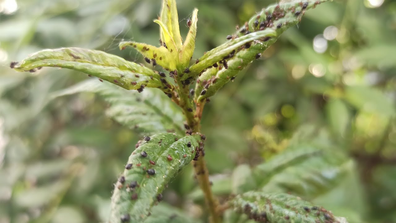 Najvažnije je prskati voćke i grmlje uljem. Tako ćete se riješiti lisnih uši, grinja i buha.