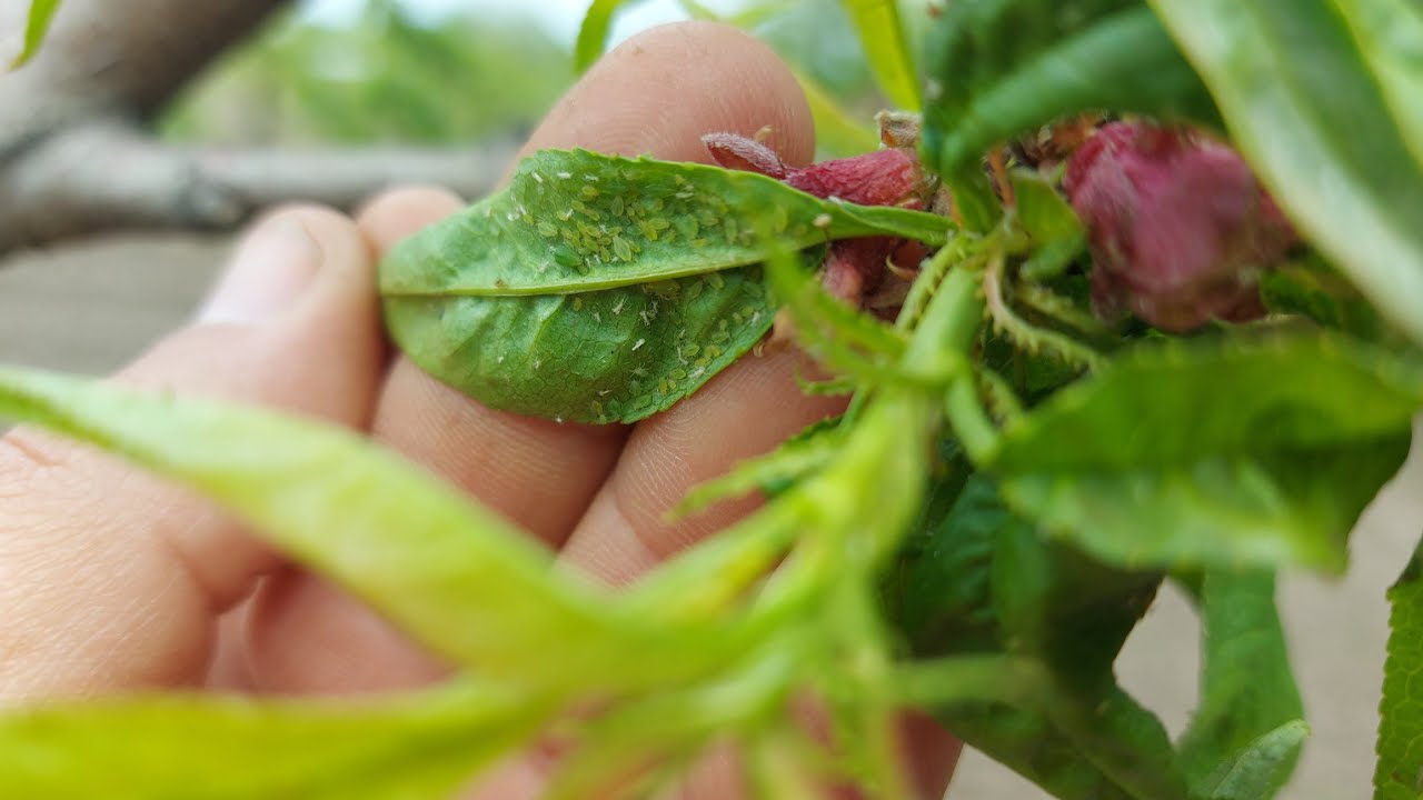 Najvažnije je prskati voćke i grmlje uljem. Tako ćete se riješiti lisnih uši, grinja i buha.