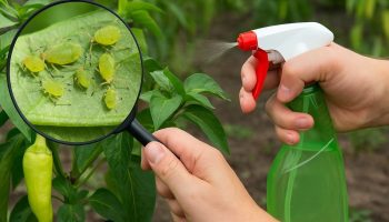 Cel mai important lucru este să pulverizați copacii fructiferi și arbuștii cu ulei. Acest lucru vă va scăpa de afide, acarieni și purici.