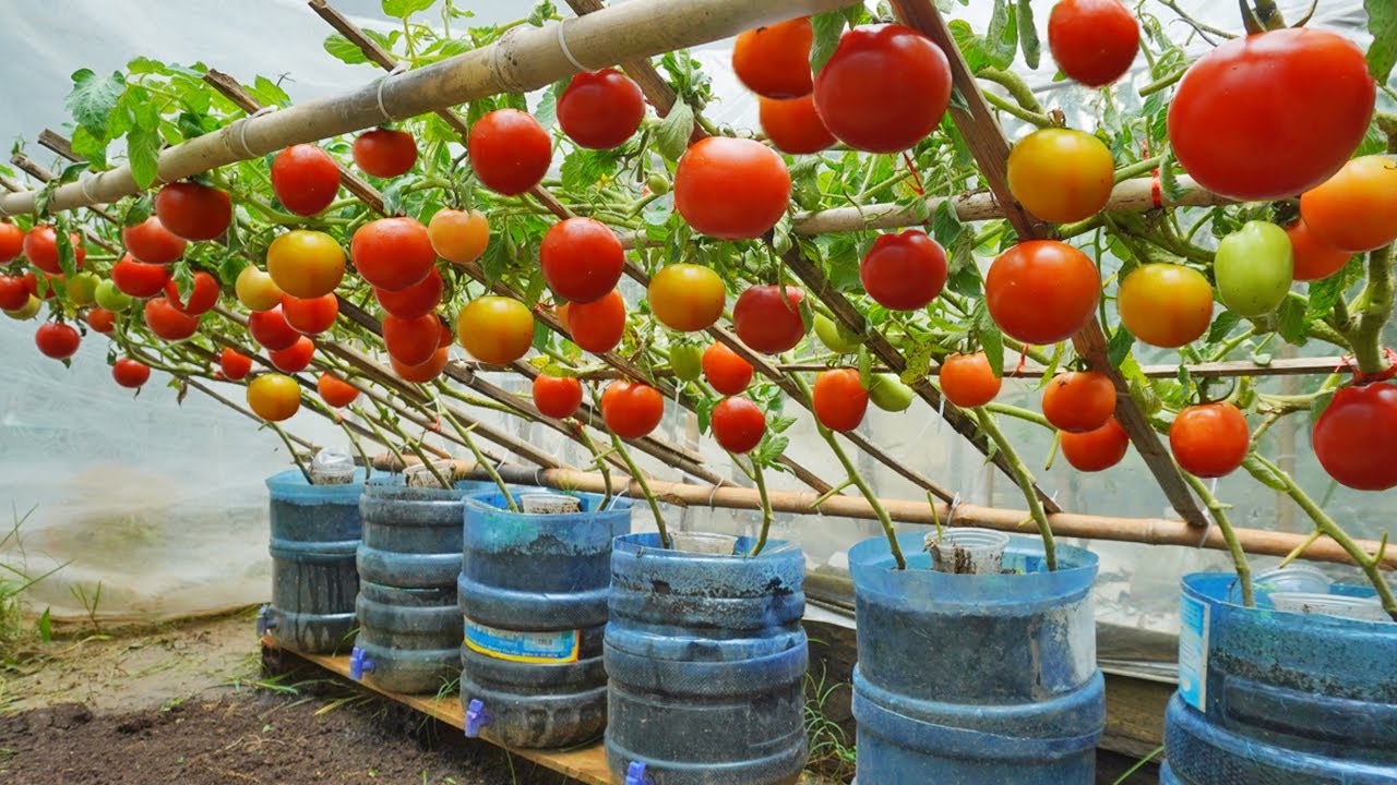 Istraživači su izmislili sustav za uzgoj rajčica koji omogućuje korištenje dvostruko više vode i gnojiva.