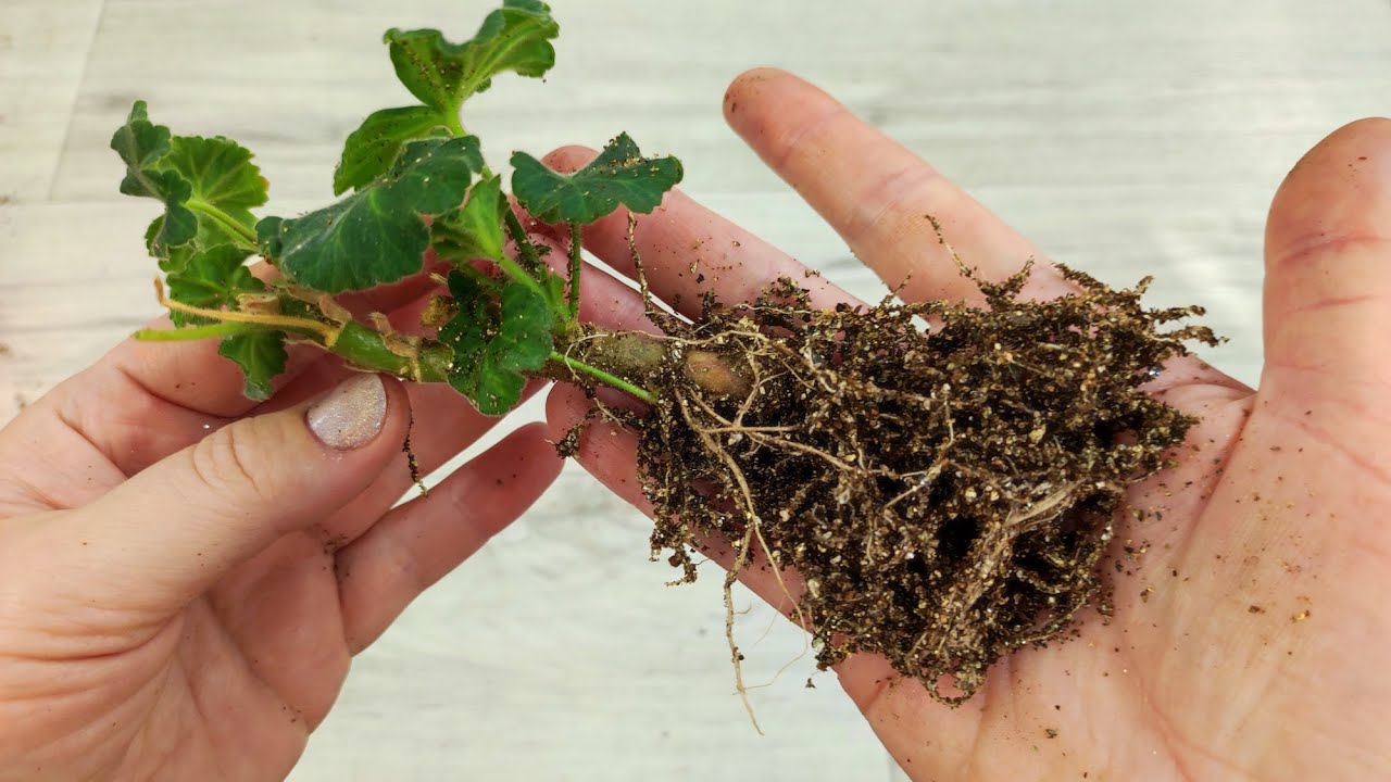 Kako ukorijeniti geranije zimi: jednostavna metoda za dobivanje bujne kolekcije
