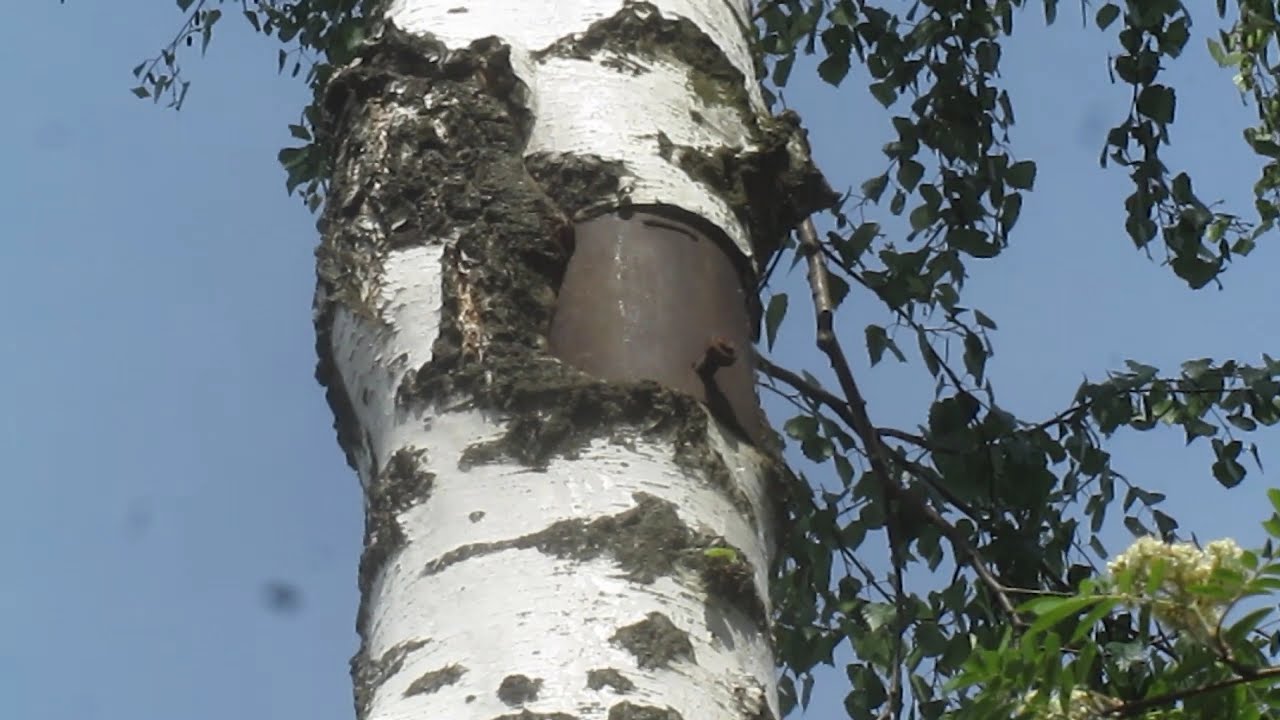 Kada treba orezati brezu kako bi se izbjeglo otjecanje i sok? Vrijeme i tehnika rezanja su odlučujući.