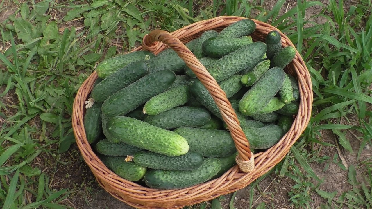 Najbolje sorte poljskih krastavaca za 2026. Bez gorčine i zagarantirano visok prinos.