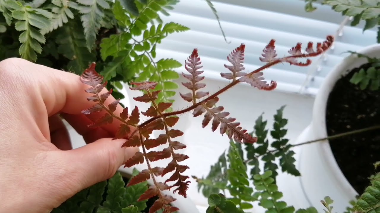 Ne bacajte ga, koristite ga kao gnojivo za svoju paprat. Za dva tjedna pojavit će se novi listovi.