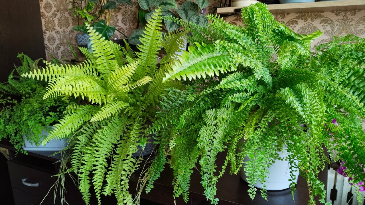 Ne bacajte ga, koristite ga kao gnojivo za svoju paprat. Za dva tjedna pojavit će se novi listovi.