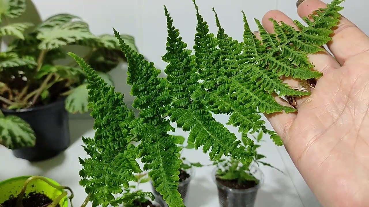 Ne bacajte ga, koristite ga kao gnojivo za svoju paprat. Za dva tjedna pojavit će se novi listovi.