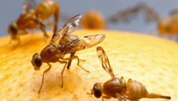 Reagujte, ak si všimnete aspoň jedného u seba doma. Čoskoro ich budú tisíce.