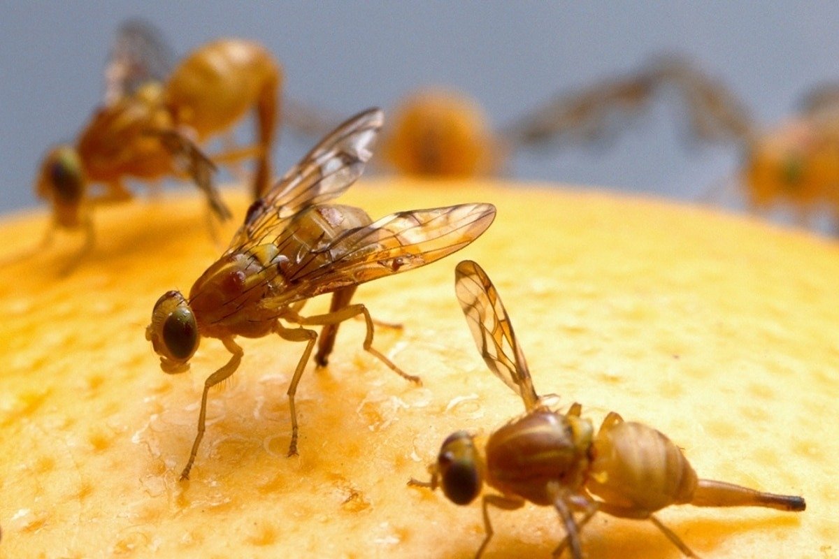 Reagujte, ak si všimnete aspoň jedného u seba doma. Čoskoro ich budú tisíce.