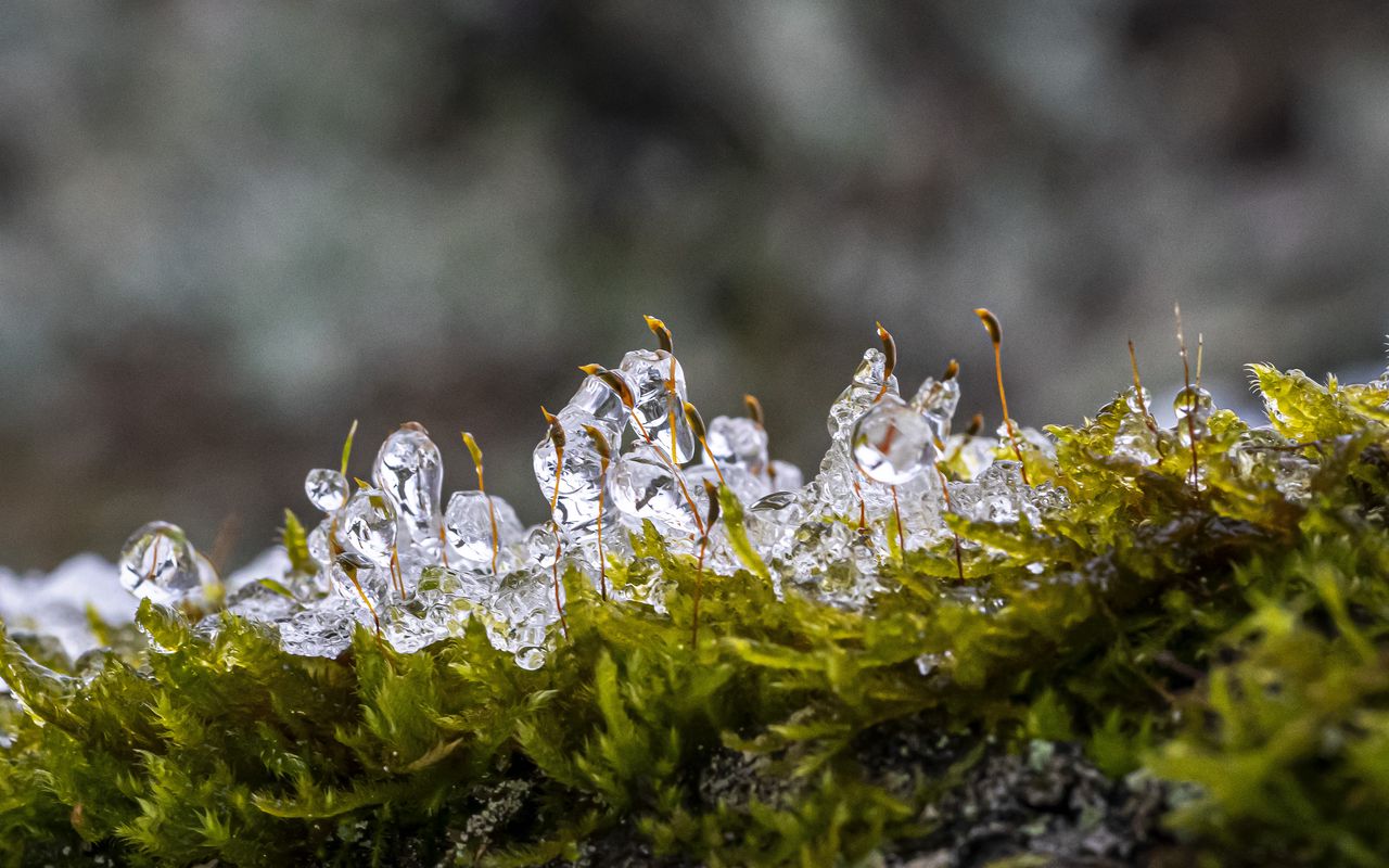 Nakon što se snijeg otopi, rasprostrite mahovinu po travnjaku. Mahovinu ćete ukloniti prije početka sezone i ove godine se više neće pojaviti. Spaljivanje mišića s kućnim lijekovima