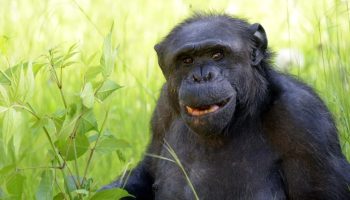 Murió Tomy, el chimpancé que vivió 46 años en el zoológico de La Plata