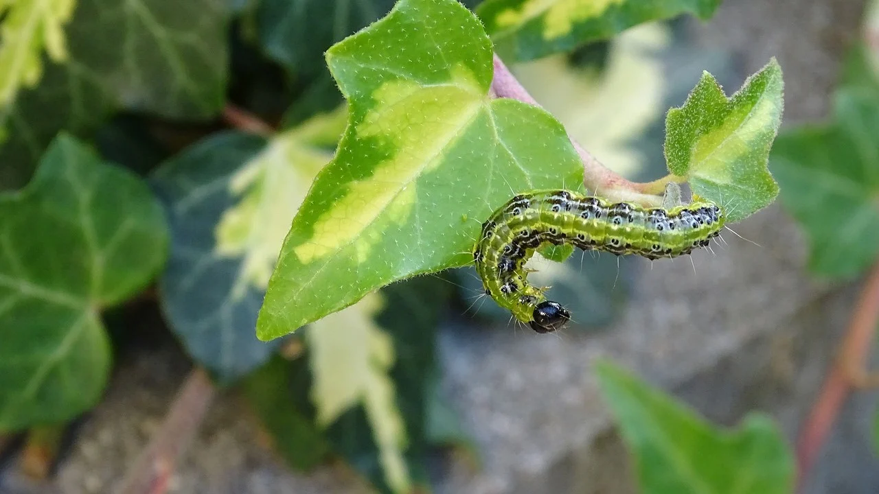 Hladnoća ih neće ubiti. Nakon zime zalijte cjepanice ovom otopinom - ličinke će jedna po jedna uginuti.