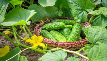 Uhorky budú rásť ako na kvasniciach. Všetko, čo potrebujú, je dobrá spoločnosť v záhrade.