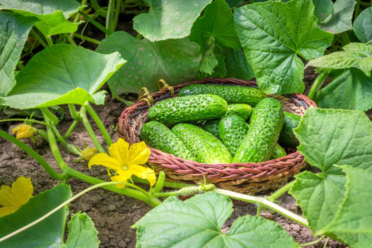 Uhorky budú rásť ako na kvasniciach. Všetko, čo potrebujú, je dobrá spoločnosť v záhrade.